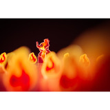 Pegasus Living Forest Duell, Brettspiel 