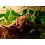 SwitchBot Smart Bundle – 3er Pack Thermo-Hygrometer und Hub Mini, Set weiß