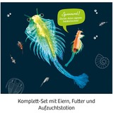 KOSMOS Urzeit-Krebse, Experimentierkasten 